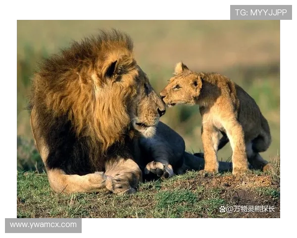 沧州雄狮强势出击，迎战劲敌全力争胜力保主场荣誉